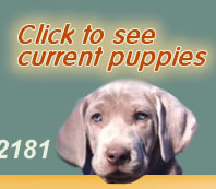 Click here to see Weimaraner puppies