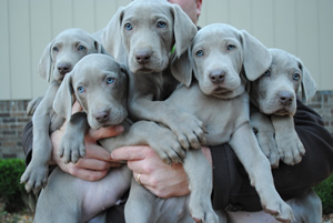 weimaraner puppies for sale near me