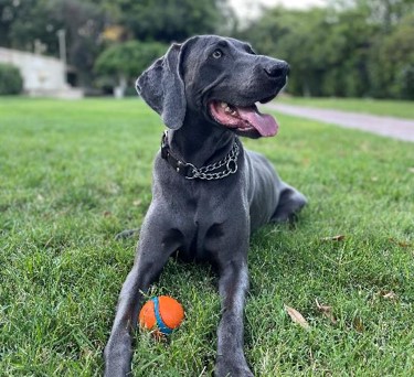 Weimaraner best sale dog price