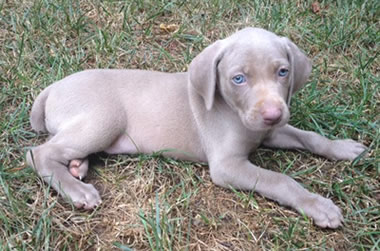 stockhaar weimaraner