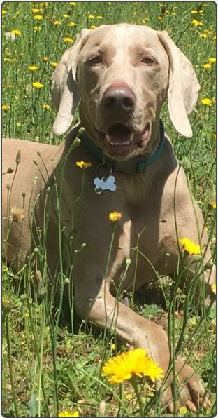 Weims make great companions!