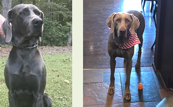 Winston and Maisy